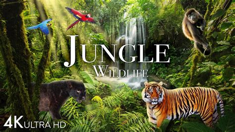 jungle pornhub|Wild Jungle Porn Videos .